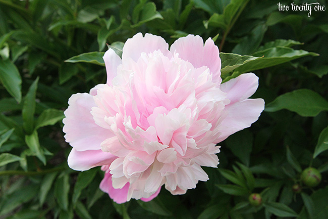 light pink peony