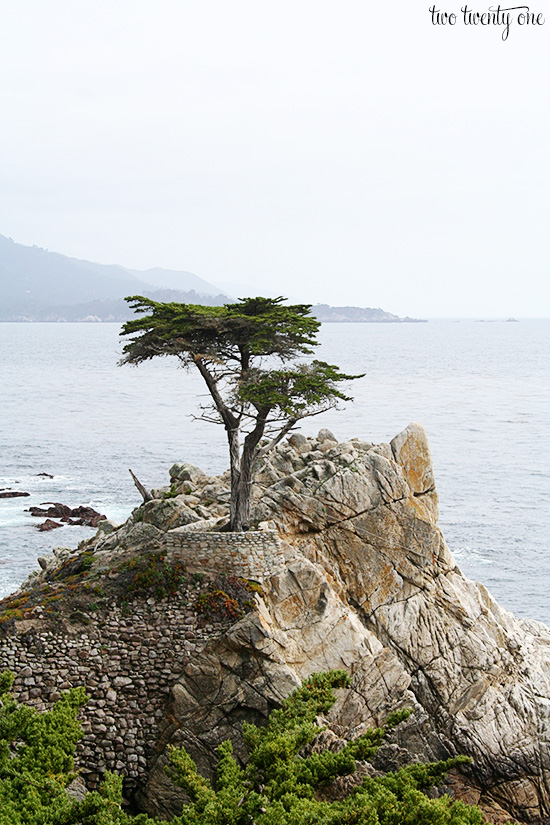 lone cypress