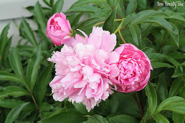 peonies