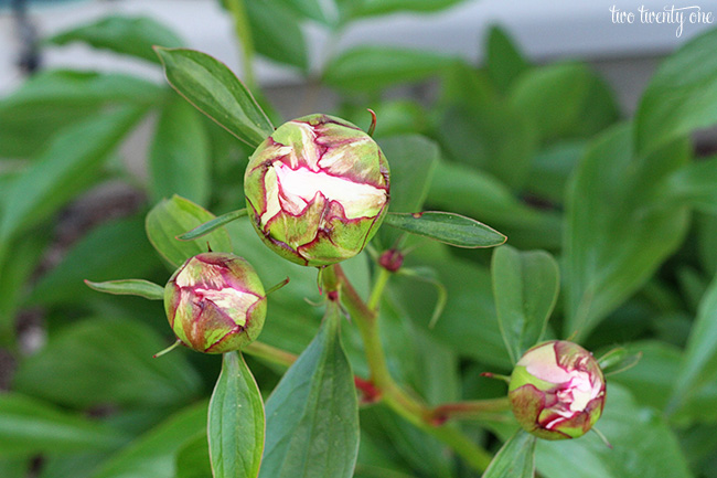 peony buds