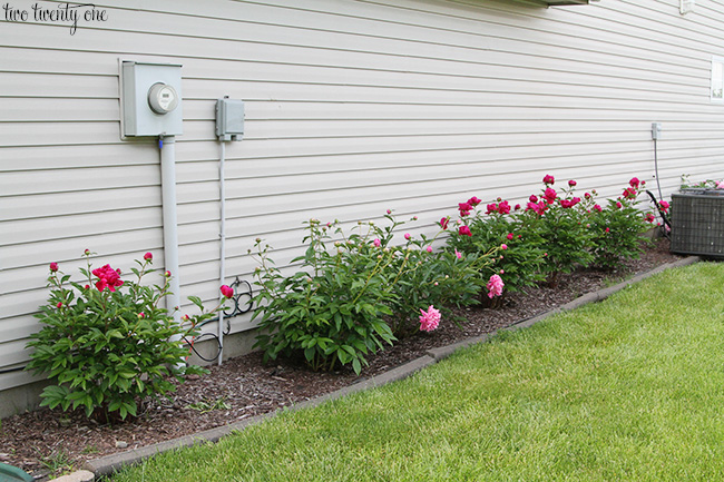 peony bushes