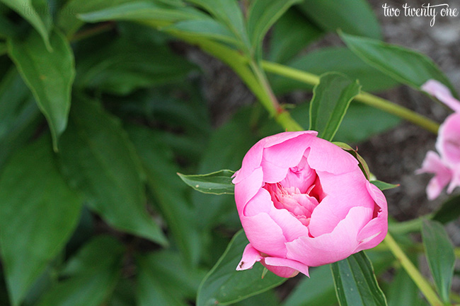 pink peony bloom