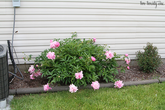 pink peony bush