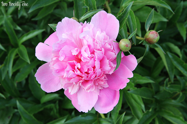 pink peony