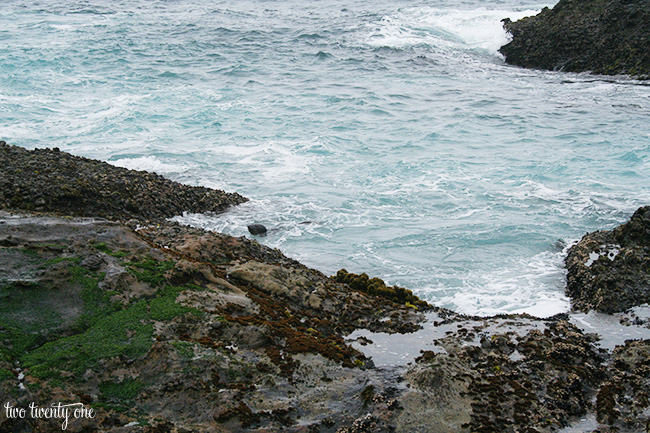 point lobos 4