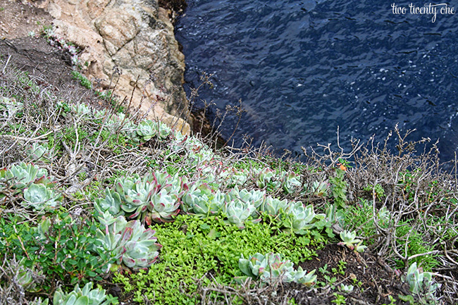 point lobos 7