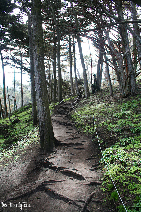 point lobos 8