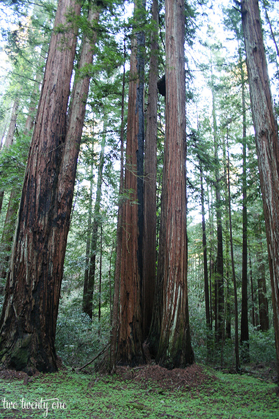 redwoods