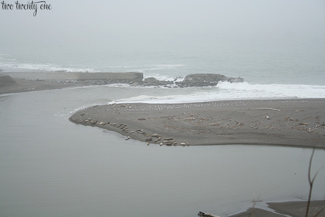 sea lions or harbor seals