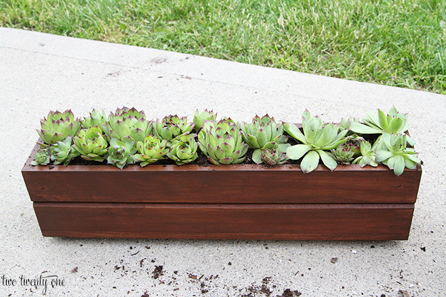 succulents in planter