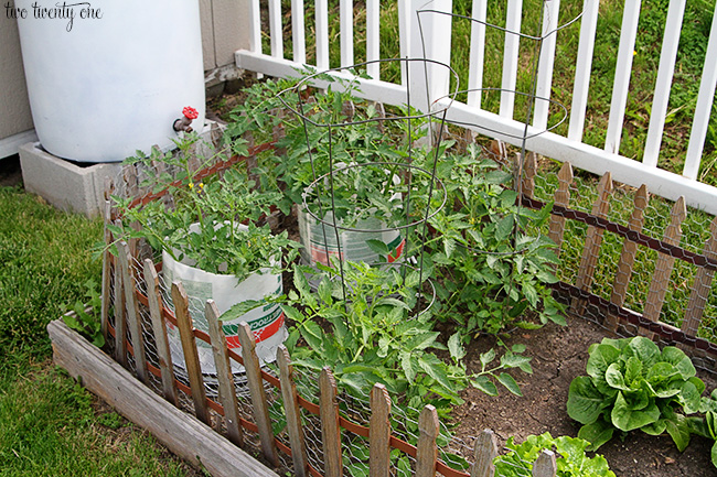 tomato plants