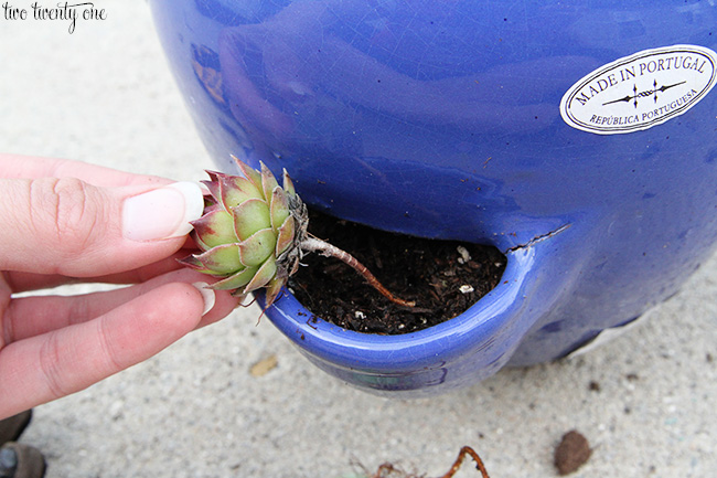 transplanting hens and chicks