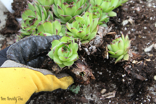 transplanting succulents