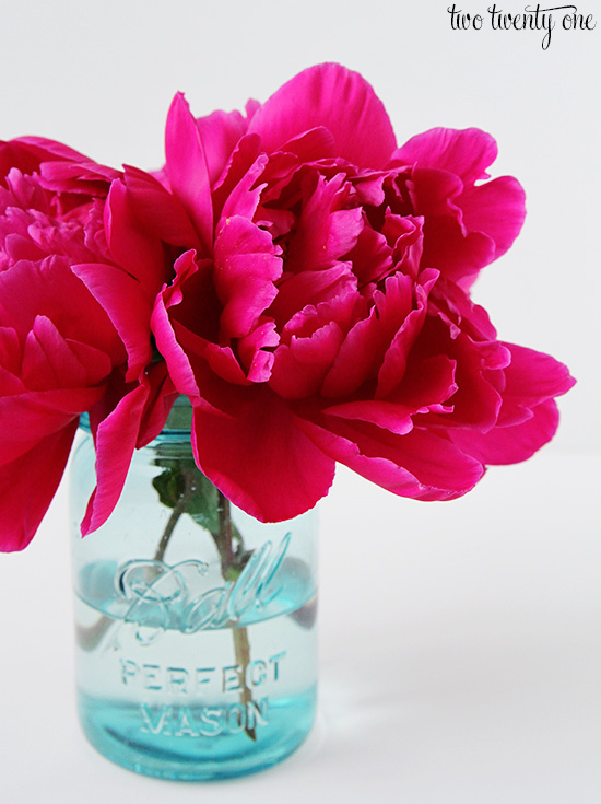 fuschia peonies in vase