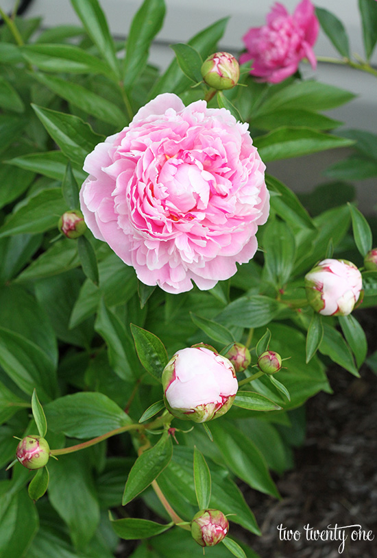 light pink peonies