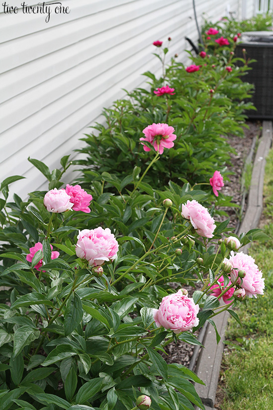 peony garden