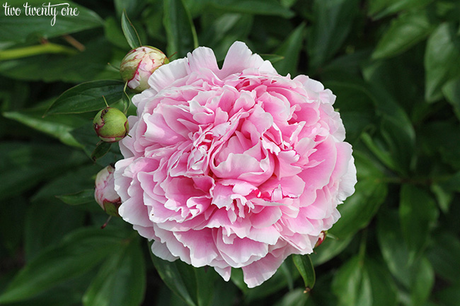 peony