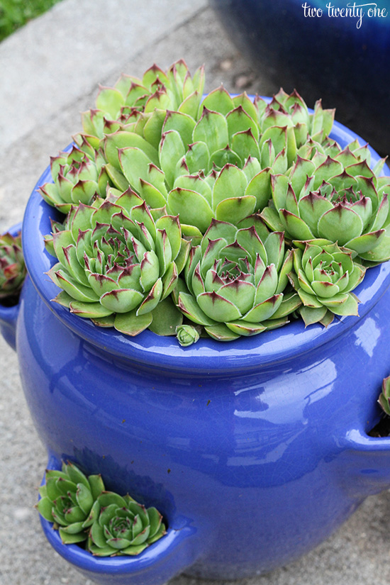 succulents in strawberry pot