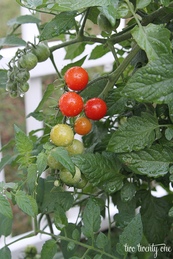 cherry tomatoes