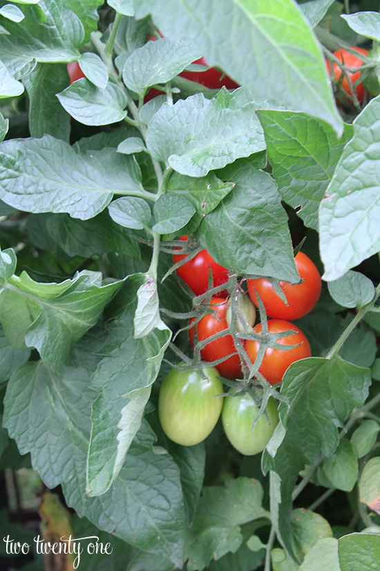 juliet tomatoes