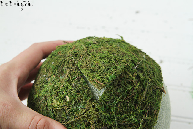 moss balls 5