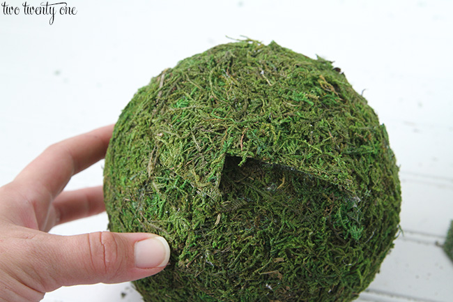 moss balls 9