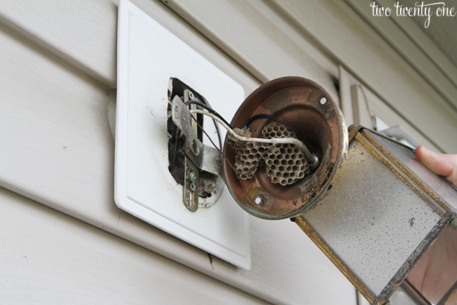 nest in outdoor light fixture