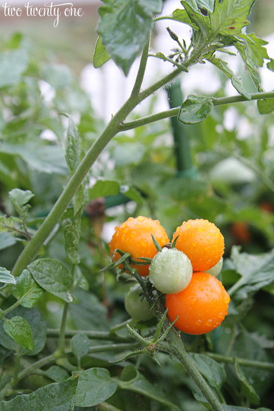 sun gold tomatoes