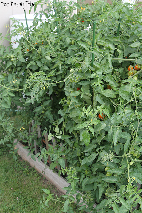 tomato plants 3