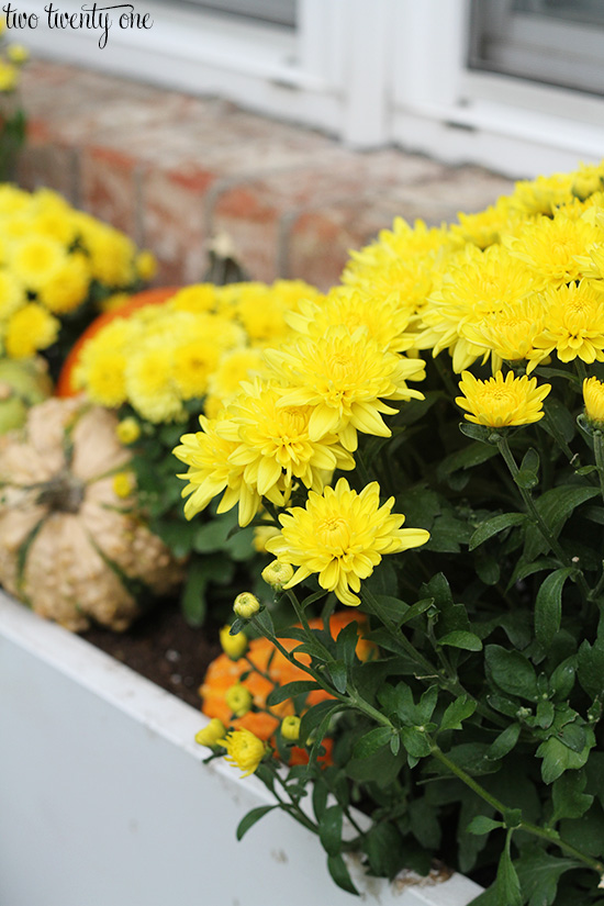 fall window box display