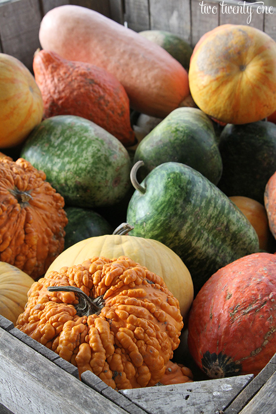 gourds 2