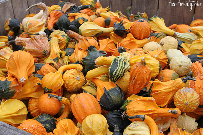 gourds