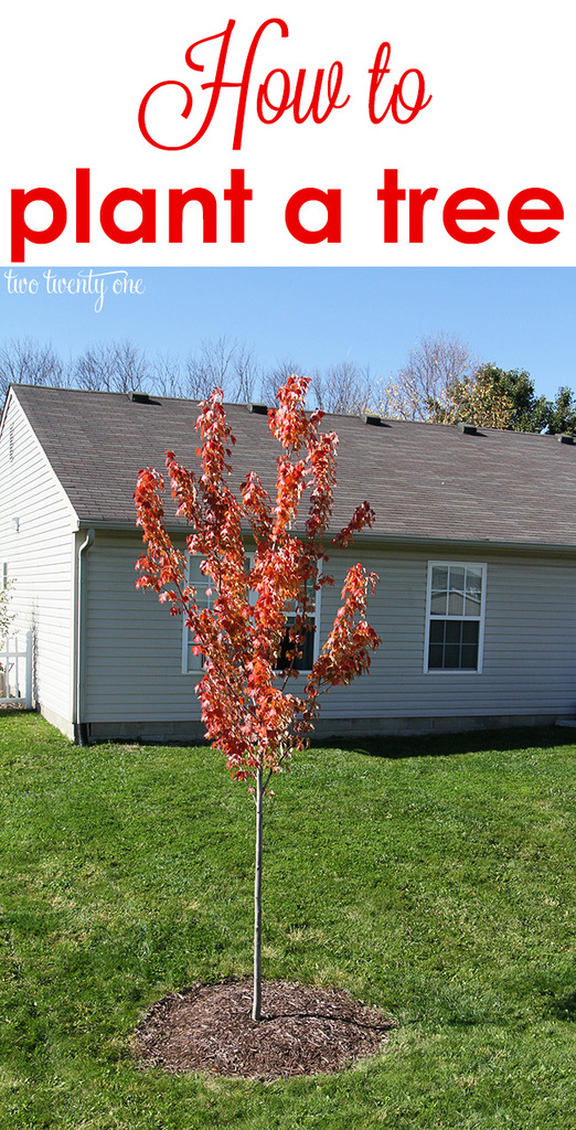 How to plant a tree!  Good info to know!