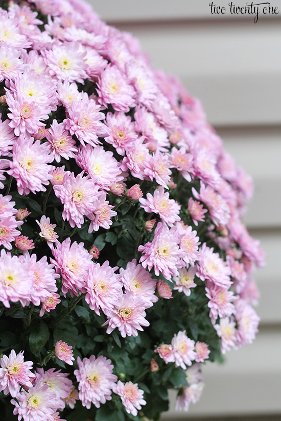 light purple mums