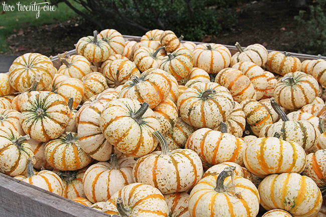 pumpkins 1