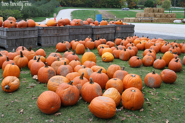 pumpkins