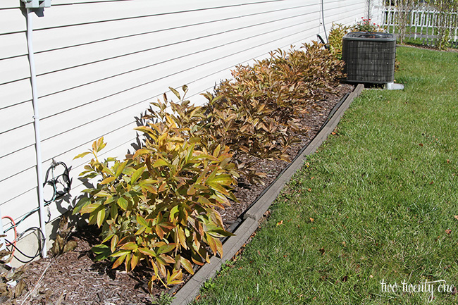 getting peonies ready for winter