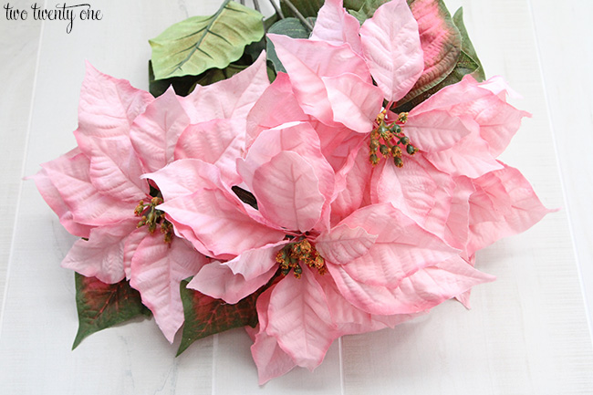 pink poinsettias 1