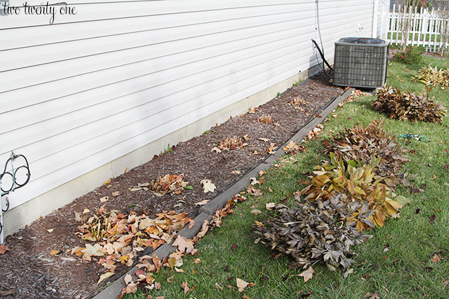 putting peonies to bed