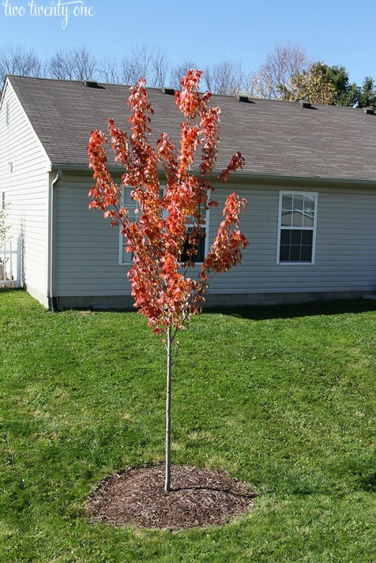 how-to-plant-a-tree2