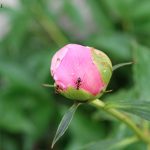peonies and ants