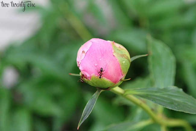 peonies 11