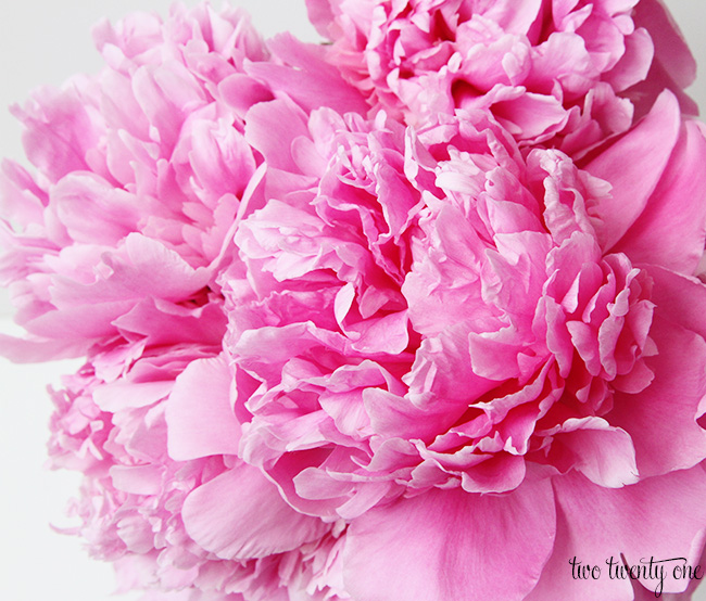 peonies 13