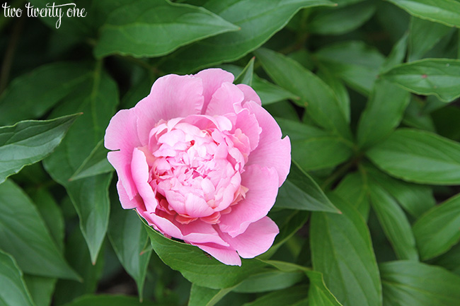 peonies 15