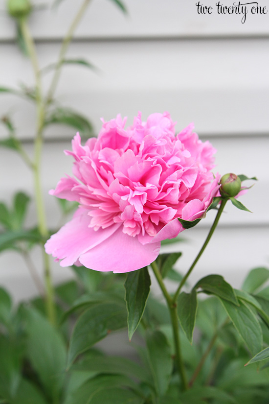 2015 Peony Update