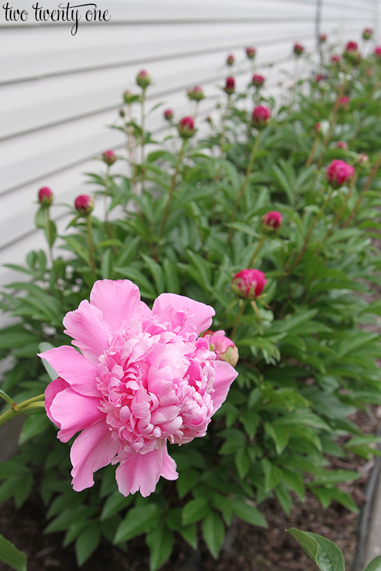 peonies 17