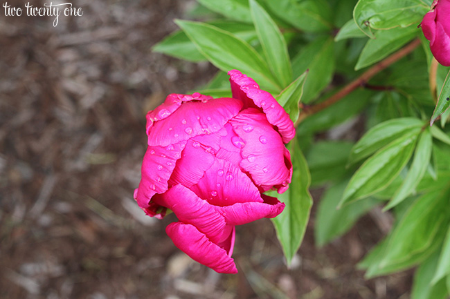 peonies 2