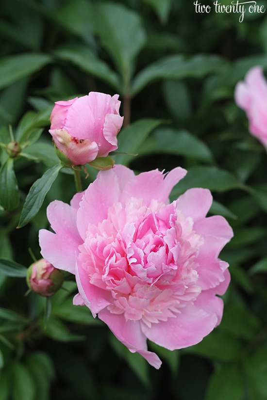 peonies 3