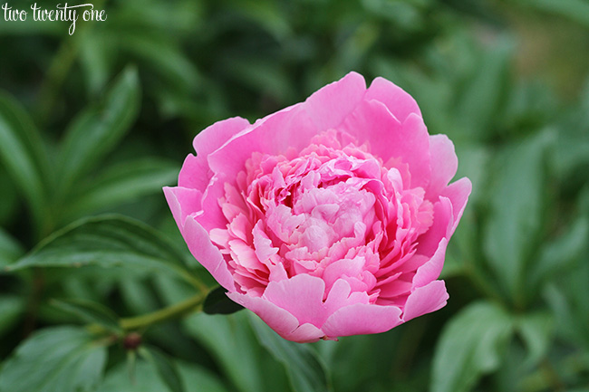 peonies 4