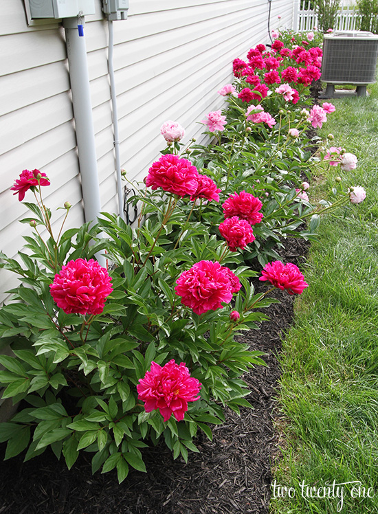Tips and tricks for growing peonies! 